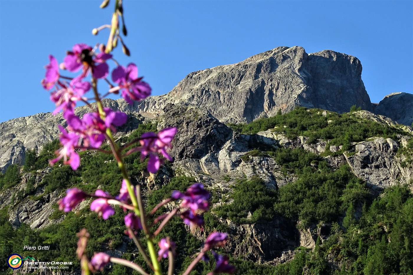 18 A fuoco il Cabianca, sfuocato il  camenerio (epilobium angustifolium).JPG